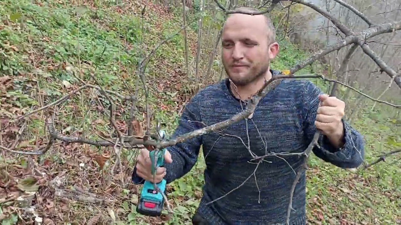 &ccedil;akildak delisava fındıkta budama yapıyoruz