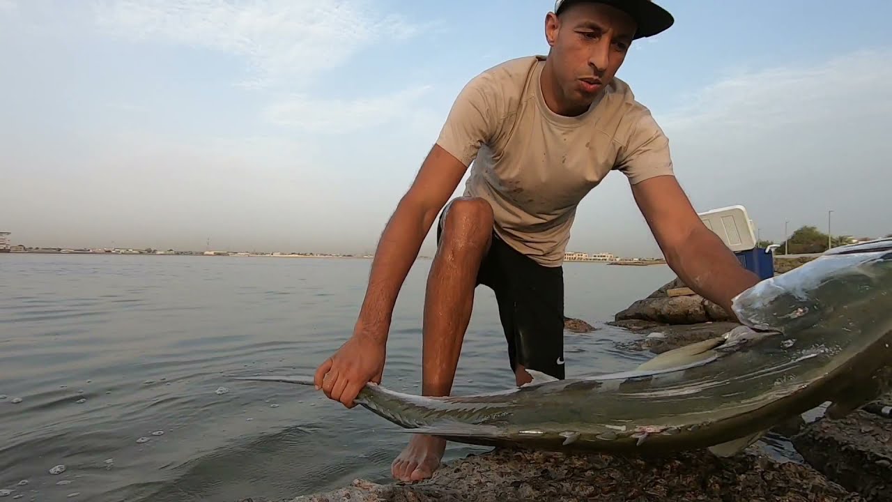 Spinning Fishing (7.800 kg of Queen fish) صيد السمك بطريقة سبنينج سمكة الضلع (اولاح)