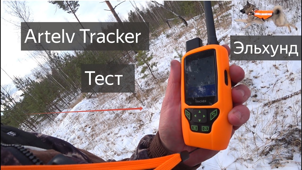 Artelv GPS Tracker ТЕСТ с норвежским эльхундом