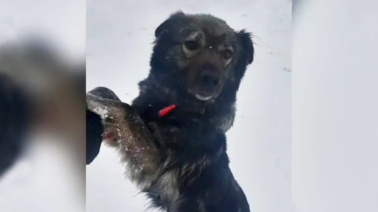 Drunk owner often hurt his dogs and they cried in the night begging for help