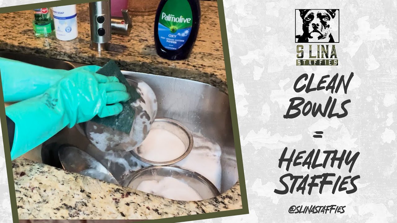 Staffy Dog Bowl Cleaning Routine | Healthy Hygiene For Happy Dogs