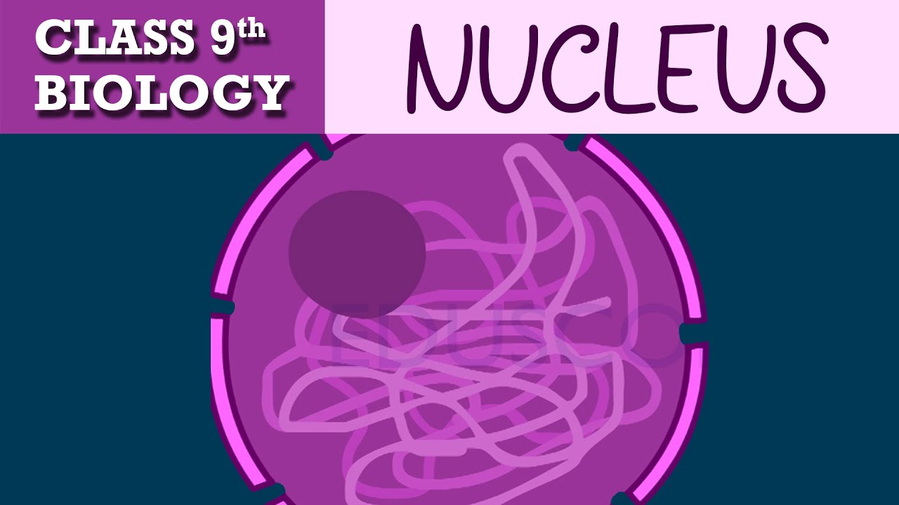 #The fundamental unit of life | Part-4 | CBSE class 9th BIOLOGY | CHAPTER-1 | NCERT CLASS 9