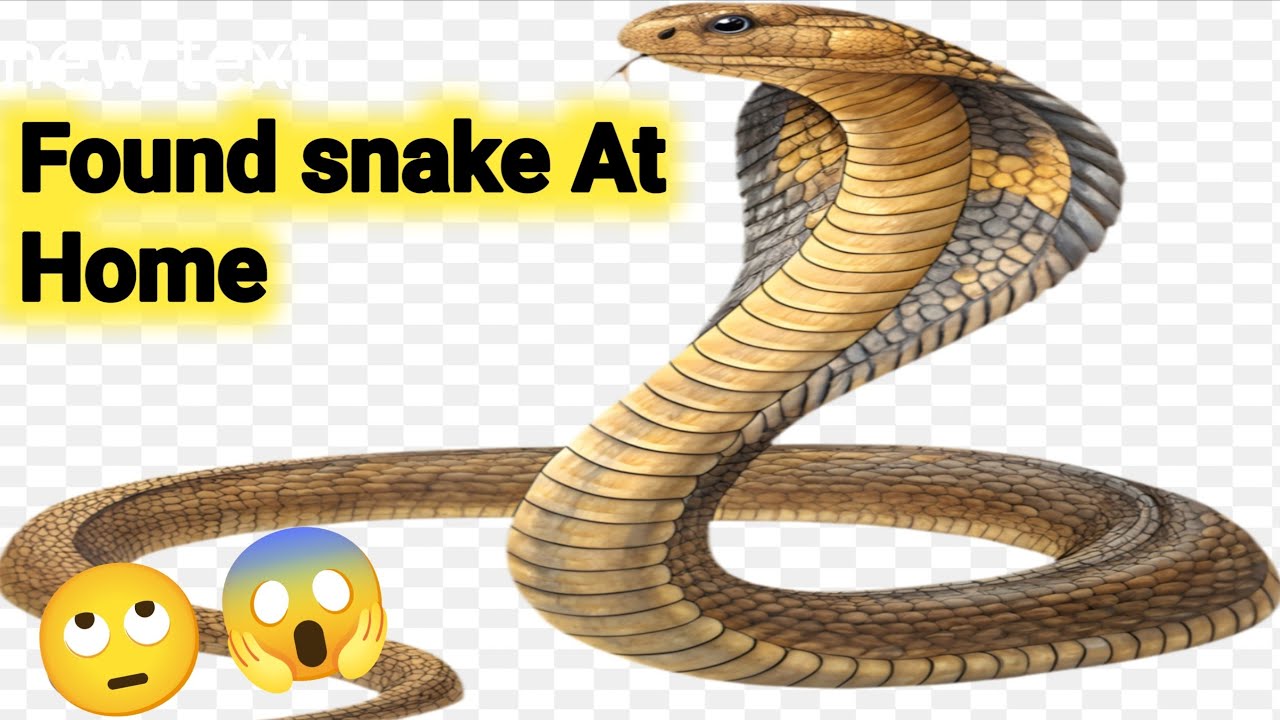 Snake _ Agr ghar me aa jae to kya krna chaheay😖|| smjdari sy kam lena h📌