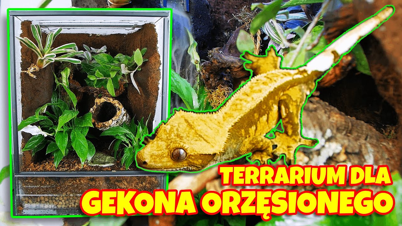 Duże terrarium dla GEKONA orzęsionego - generator pary, żywe rośliny