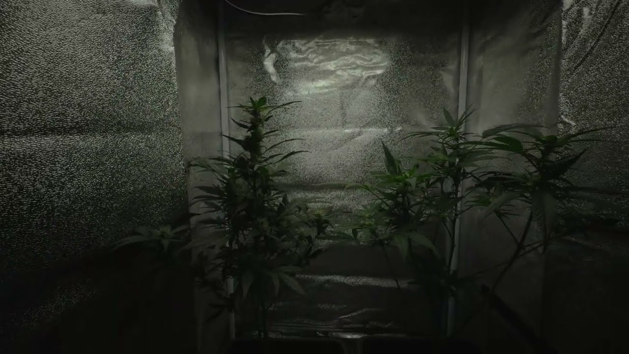 Daily Health Check of my Cannabis Plants | ZWEIPNKTNLL