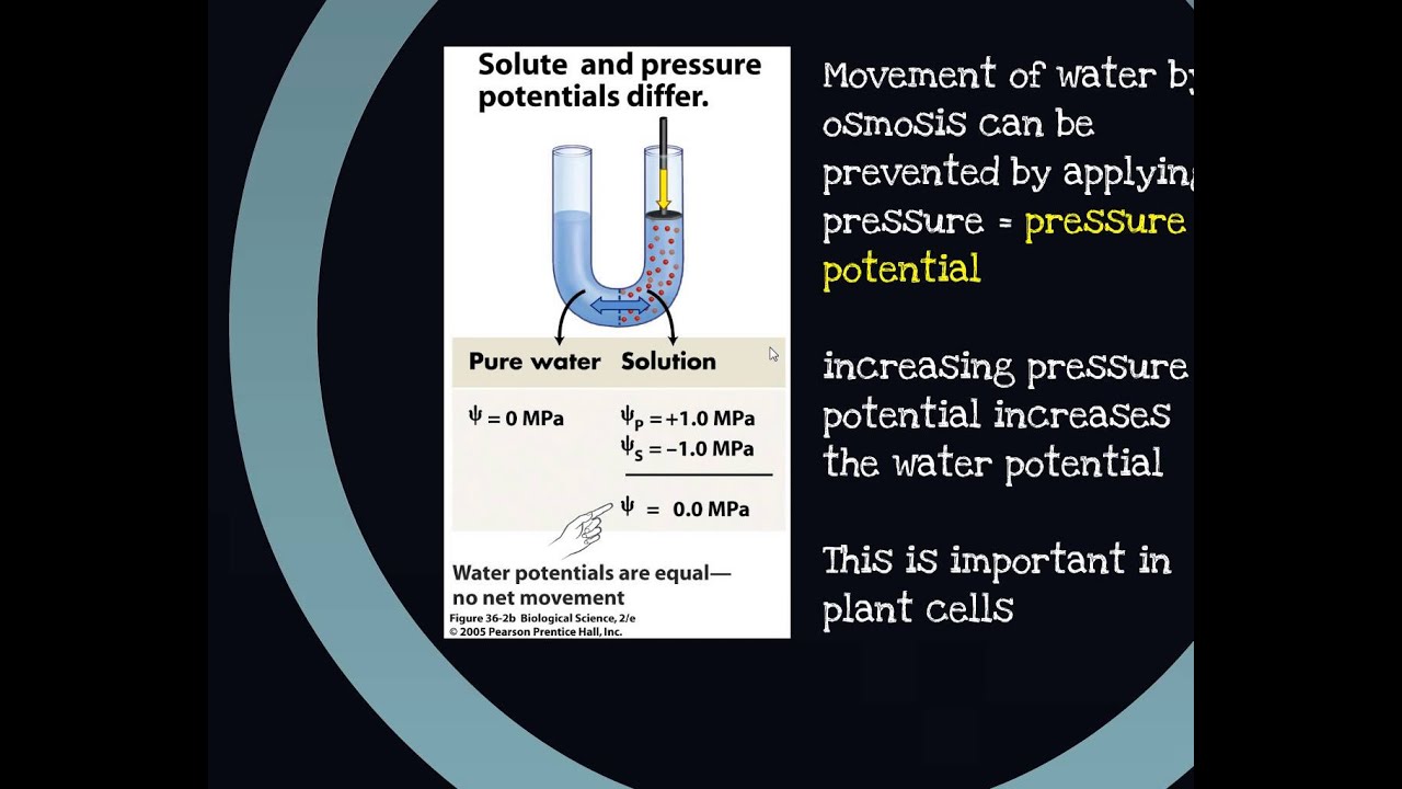 Pressure Potential in Plant Cells
