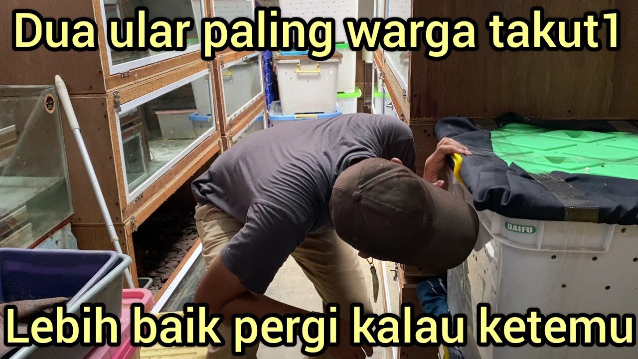 DUA ULAR PALING BERBAHAY4 DARI PULAU SUMATRA DAN PULAU SULAWESI