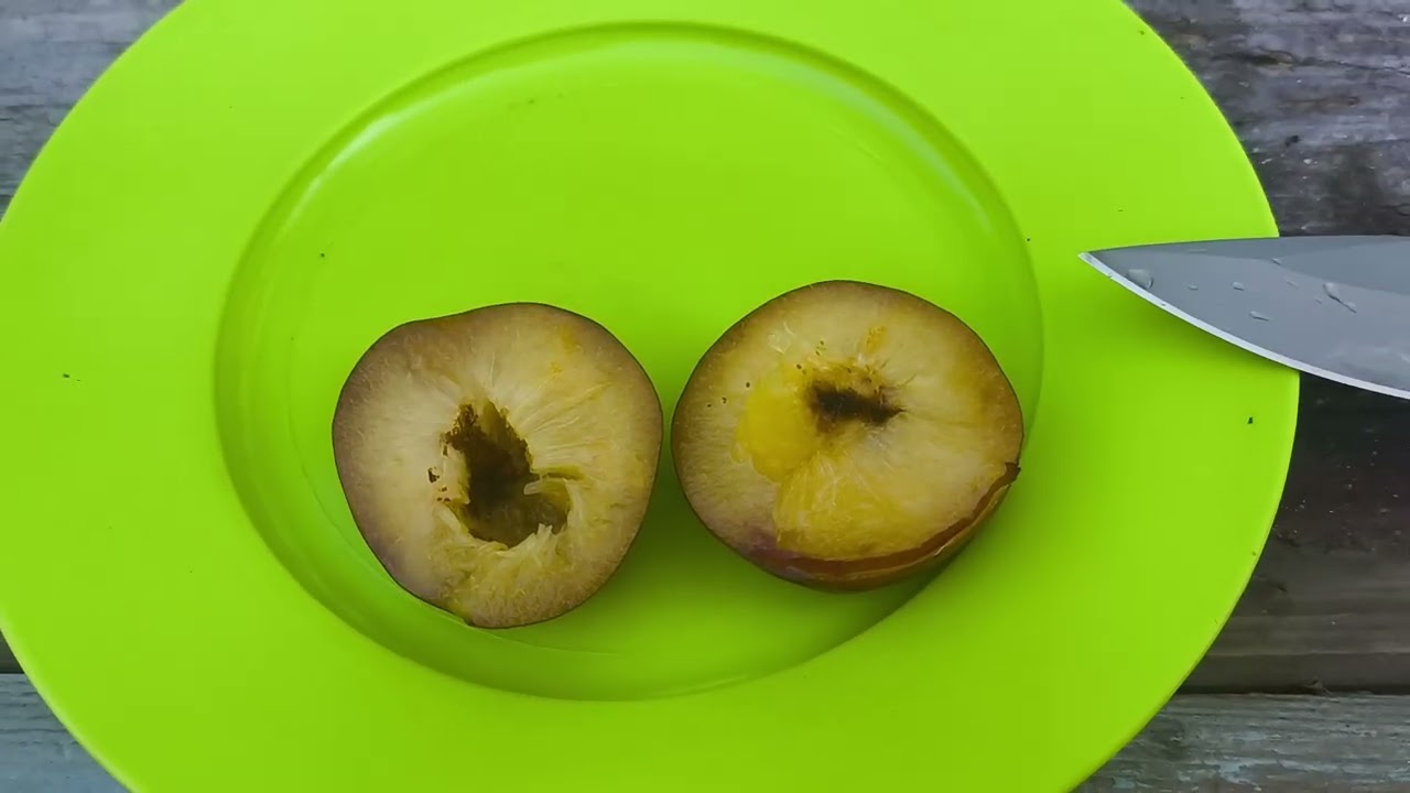 HОВИНКА: пламкот Флейвор Кенді (Flavor Candy plumcot)