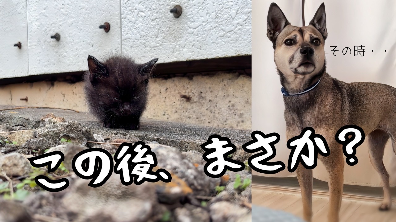 【閲覧注意】可愛すぎる子猫の寝落ちを見てしまった