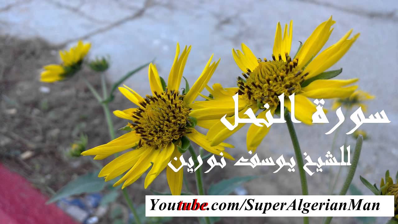 سورة النحل برواية ورش عن نافع للشيخ يوسف نورين