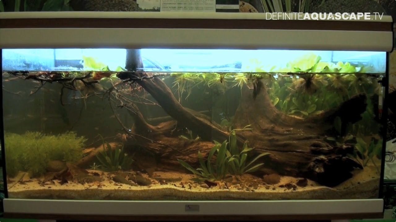 Biotope Aquarium Design Contest 2014 - the 5th place, South America