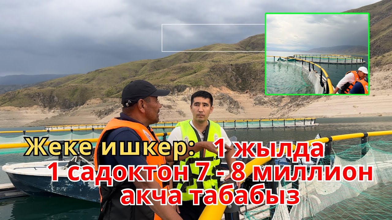 Жеке ишкер: 1 жылда 1 капастан  7-8 миллион акча табабыз