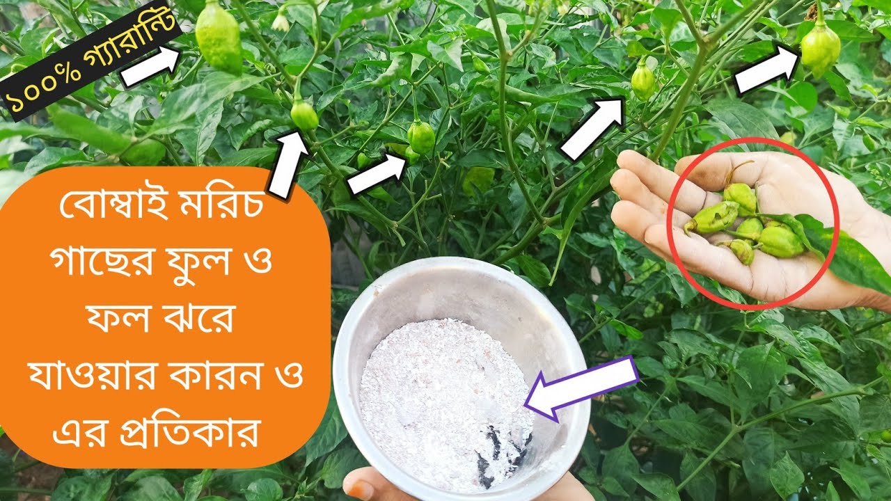 বোম্বাই/নাগা মরিচ গাছের ফুল ও ফল ঝরে যাওয়া রোগের সমাধান।বোম্বাই/নাগা মরিচ চাষ।