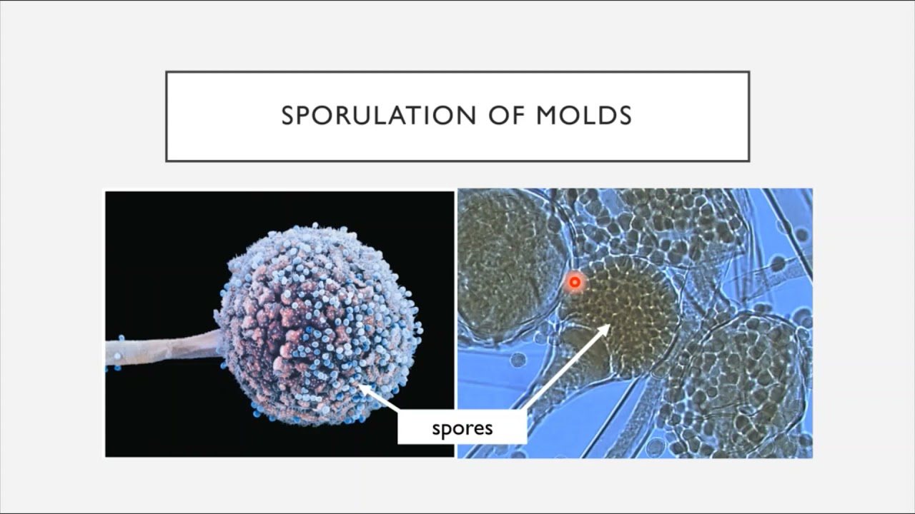 BIO 205 - Chapter 5 - Eukaryotes of Microbiology