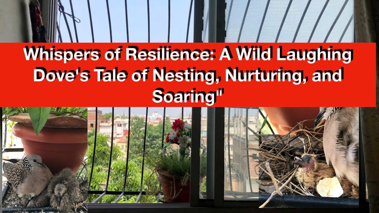Whispers of Resilience: A Wild Laughing Dove's Tale of Nesting, Nurturing, and Soaring