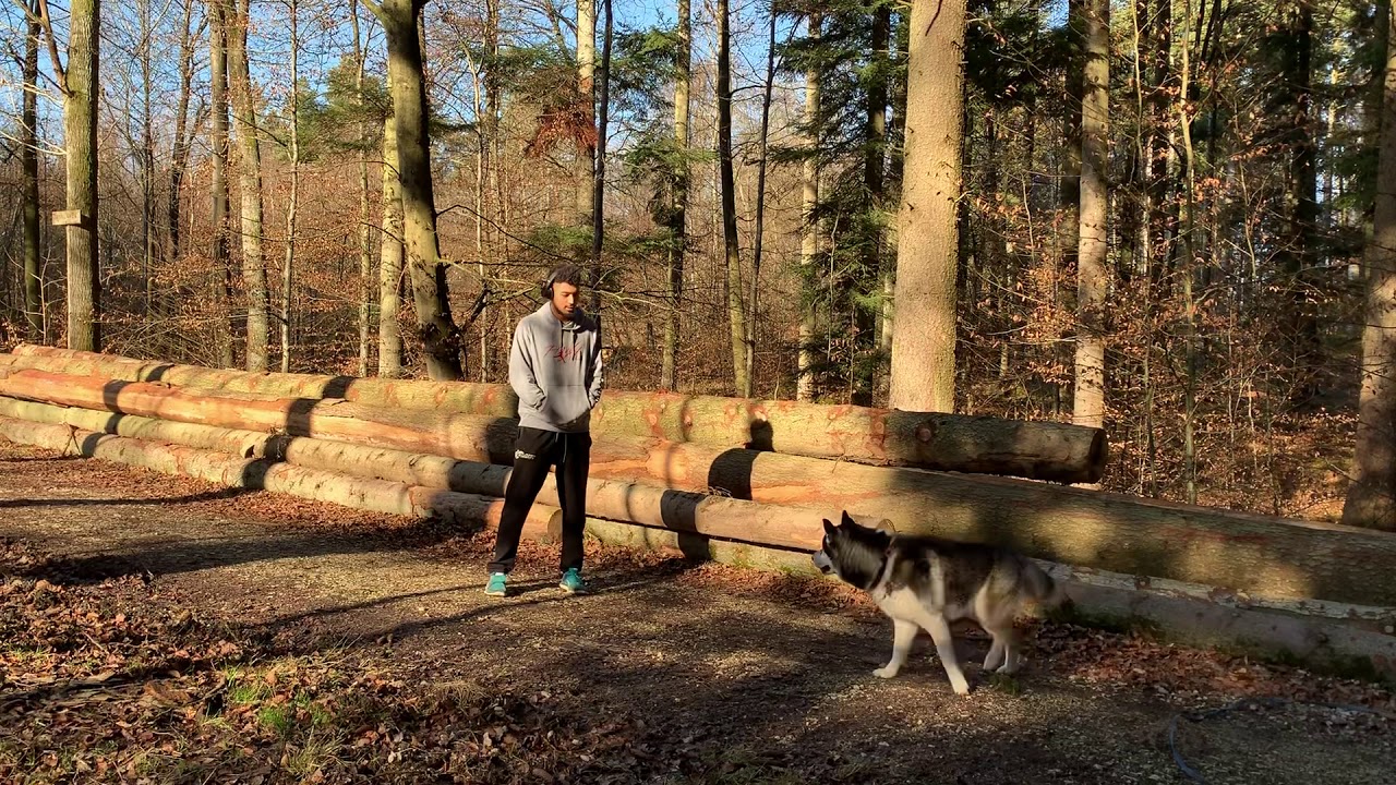 Training im Wald ohne Leine mit einem Husky