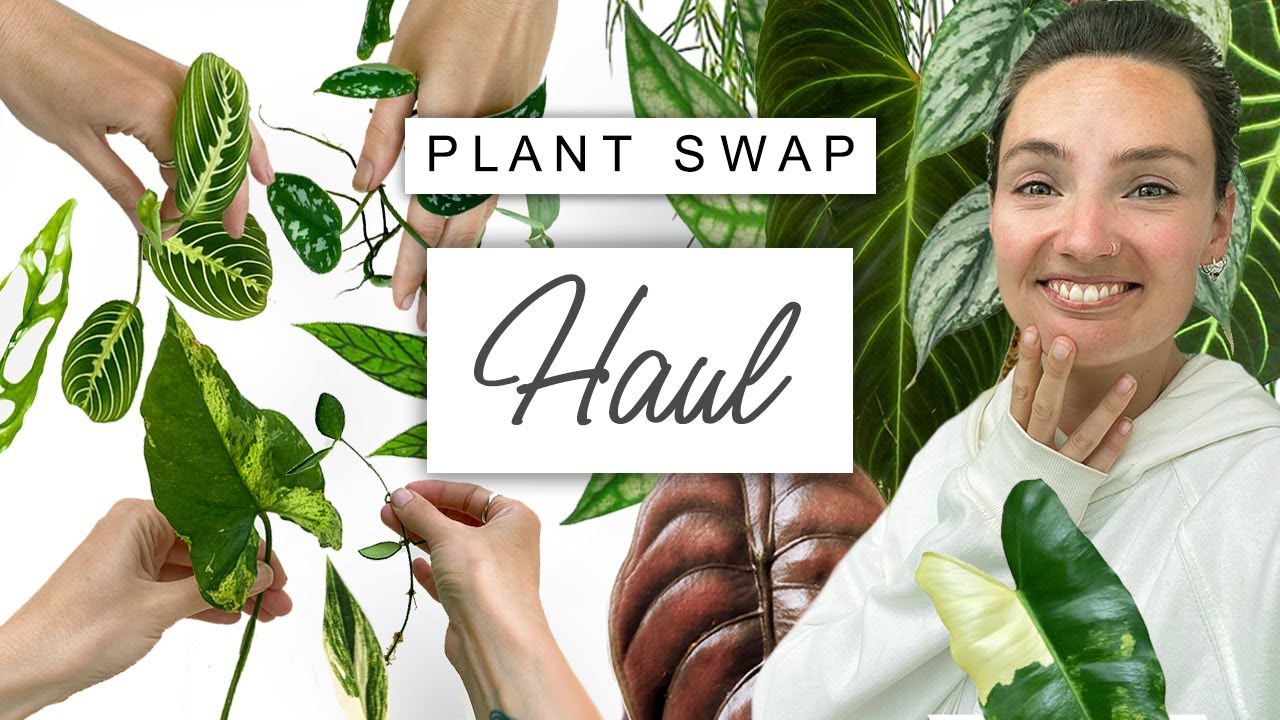 Come Plant Swapping With Me 🌱 RARE House Plant Haul