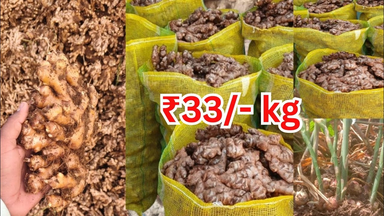 আদার পাইকারি ব্যবসা। Ginger Wholesale Business। Ginger wholesale market। Today Ginger Rate ।