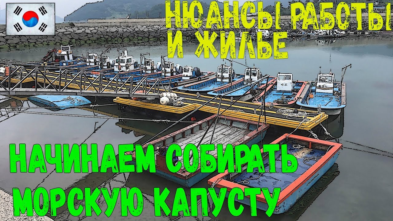 Работа в Южной Корее | Собираем морскую капусту | Жизнь в семье | Тод