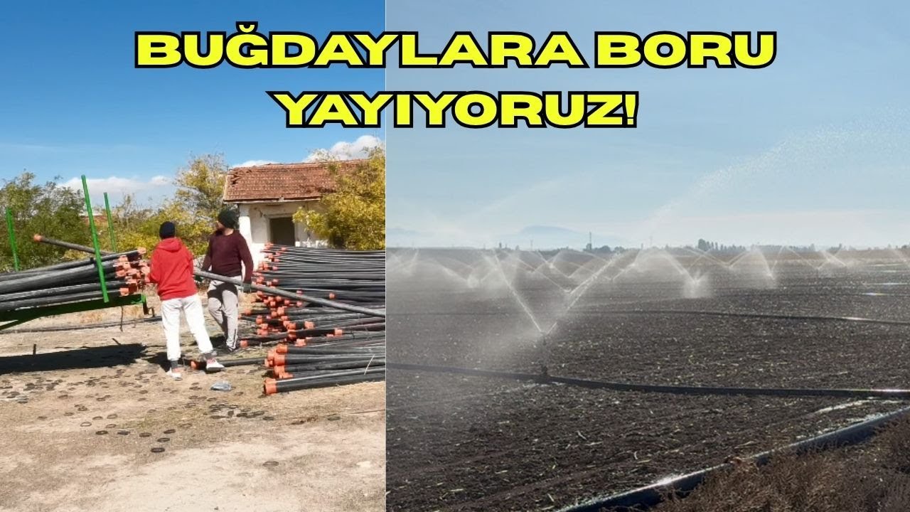 AİLECEK BUĞDAYLARA BORU YAYIYORUZ!