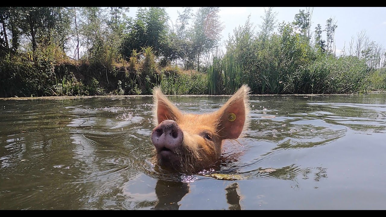 Swimming pig