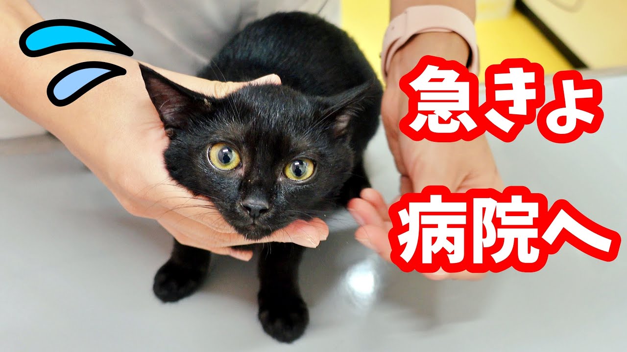 【保護猫】子猫の耳の状態が悪化したため急きょ病院へ行って来ました
