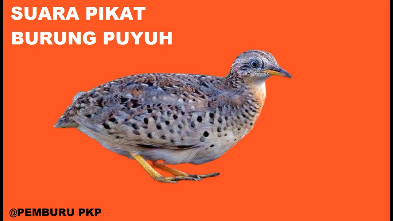 Suara Pikat Burung Puyuh