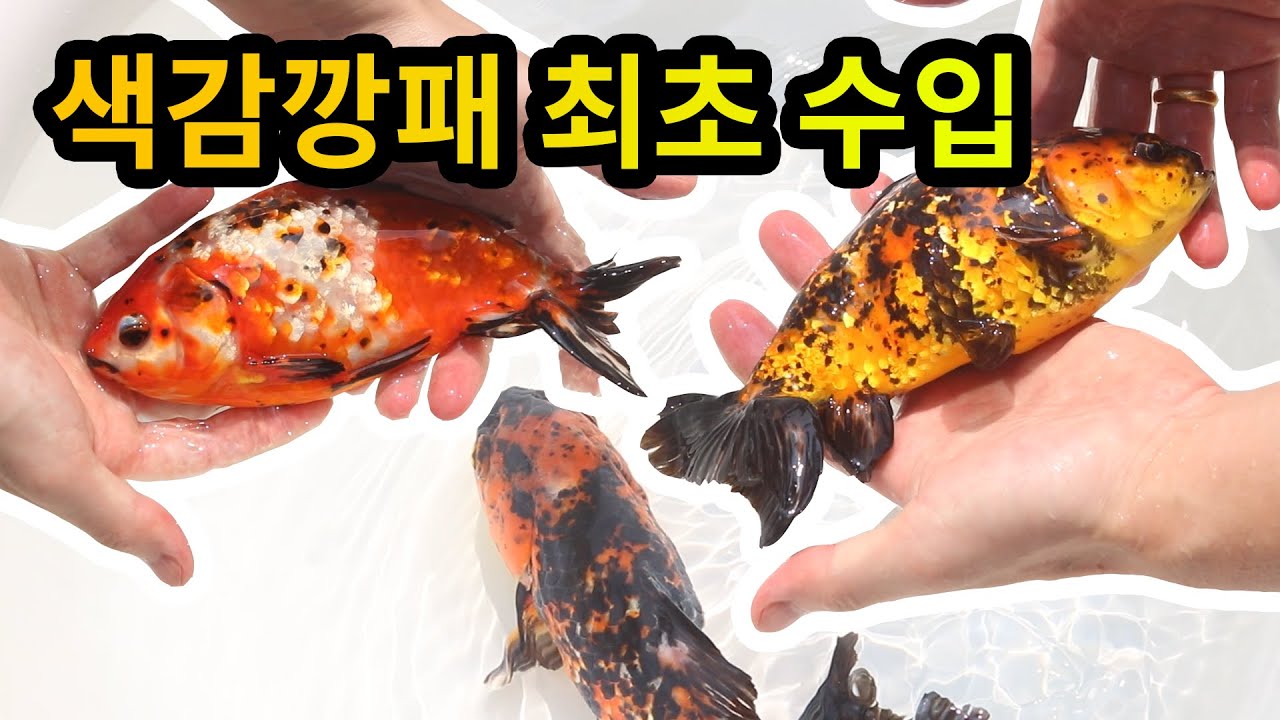 한국 최초 상륙! 미친 색감의 금붕어 하야토 니시키(화금) 일본 금붕어 | 금붕어종류 | 금붕어 매니아라면