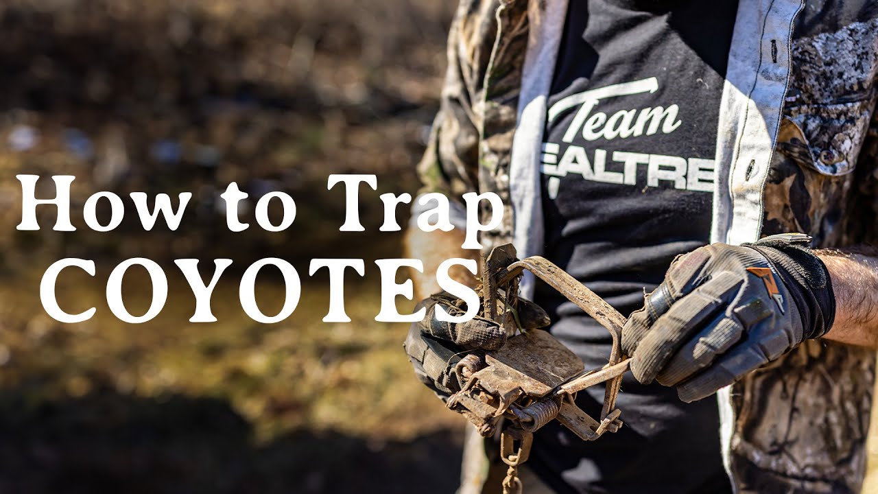 Trap-Setting Basics for Coyotes | How to Set Traps for Predators