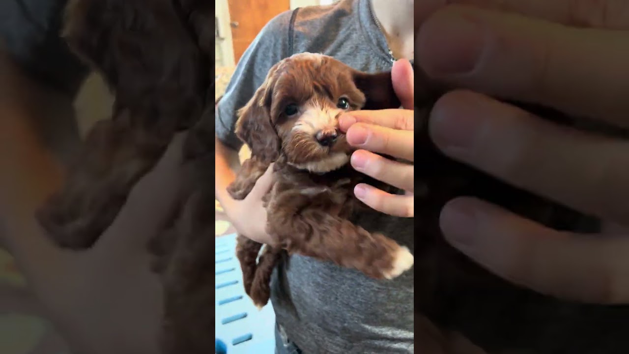 Starlight ~ F1B cockapoo ~ 1-4-26 