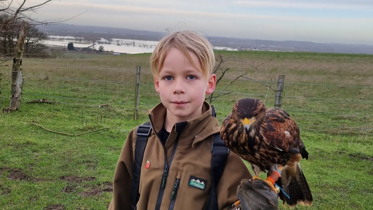 harris hawk training: hunting pheasant and hare