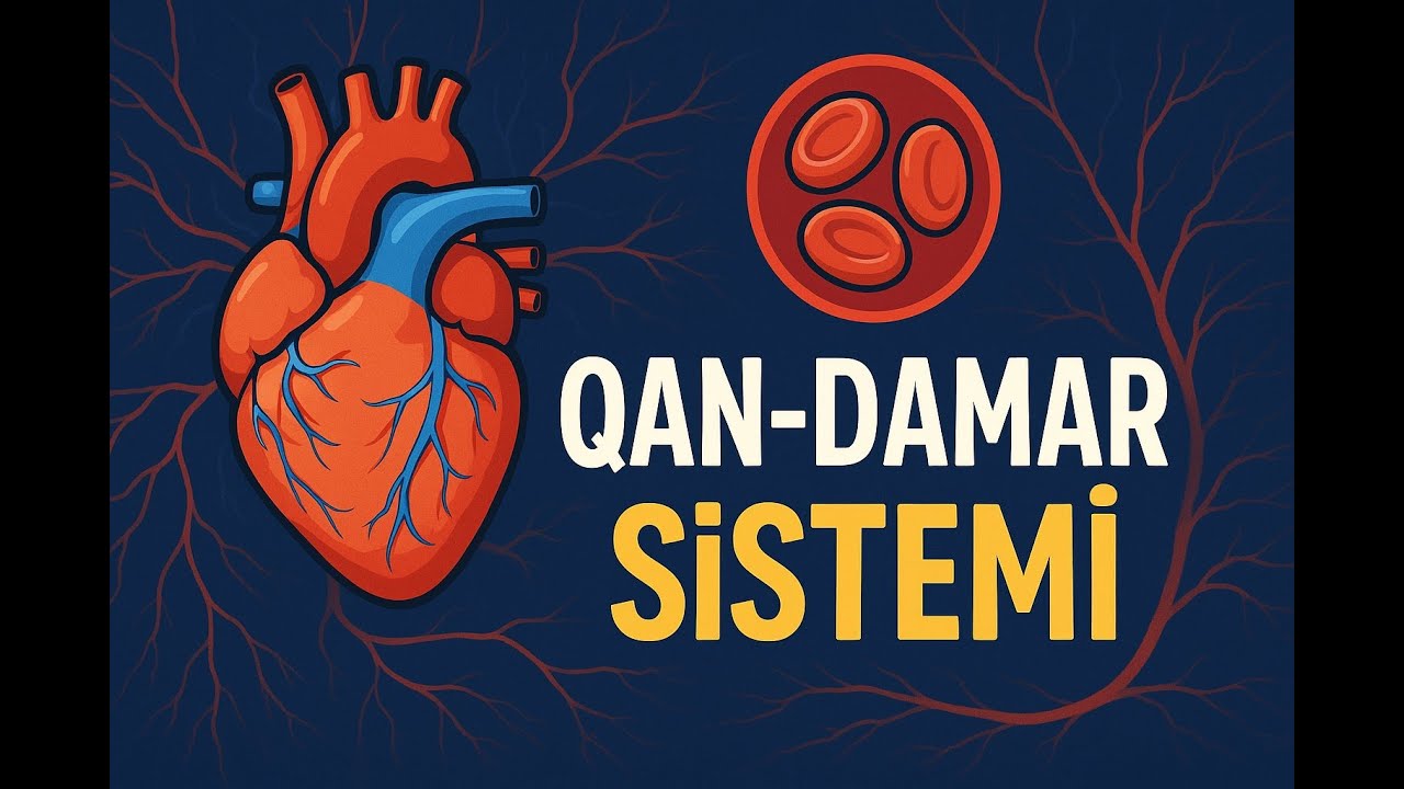 Qan-damar sistemi (I hissə)
