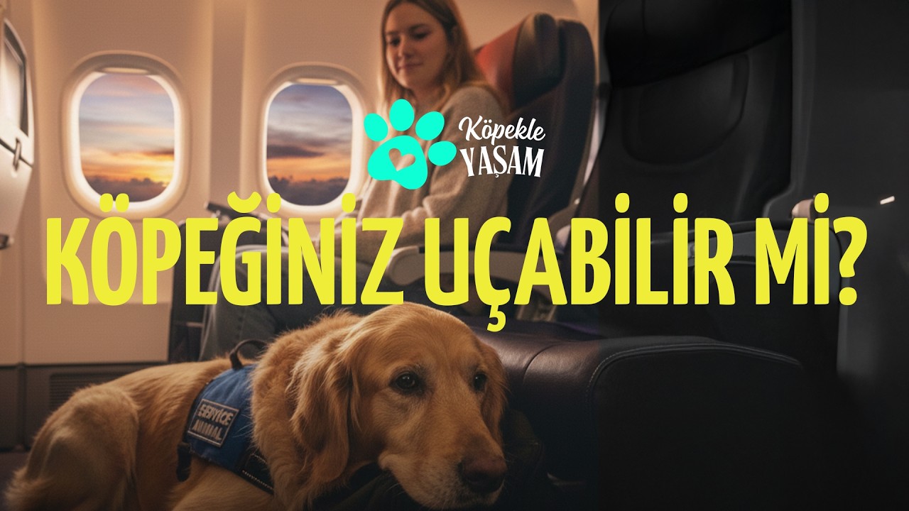 Köpeğimle Uçakta Seyahat Edebilir miyim? | Servis Köpekleri | Köpekle Yaşam 5.Bölüm