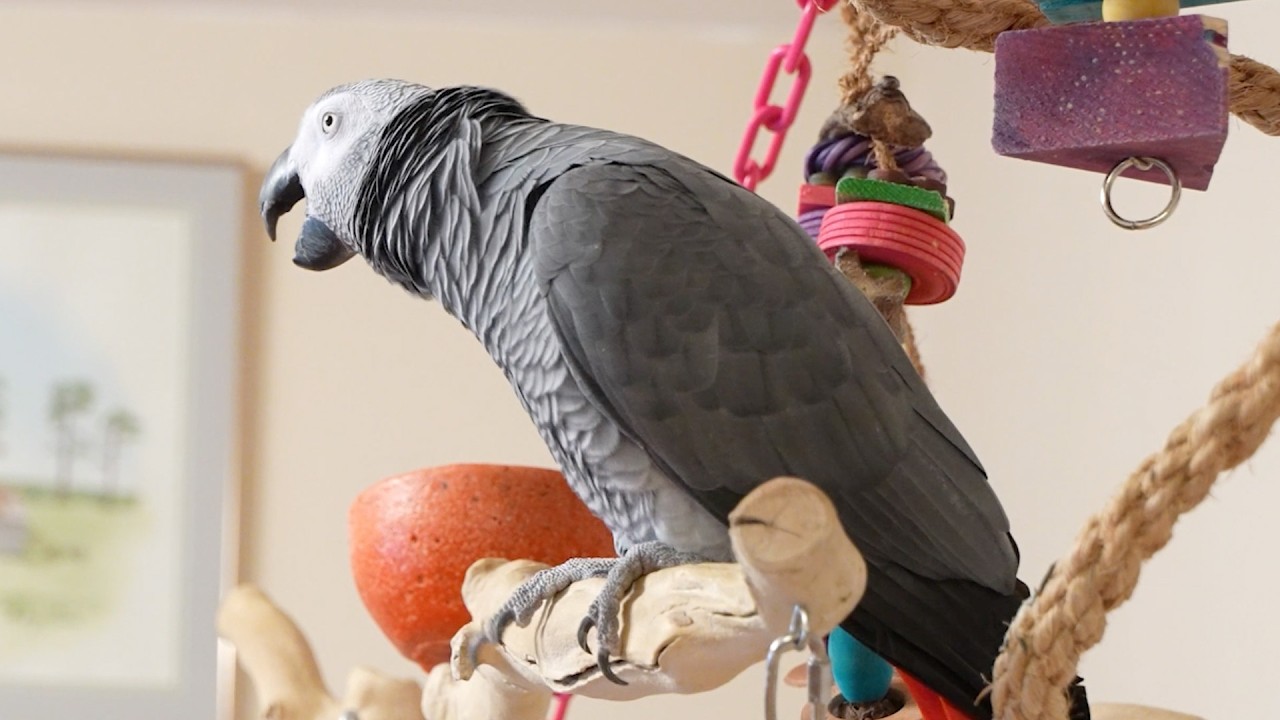 Apollo Talking About Birds Outside