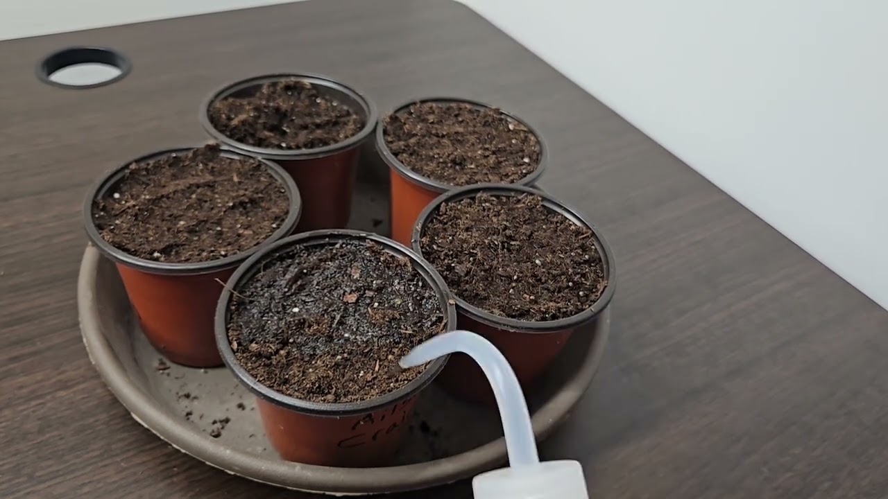 The Best Way to Plant Onion Seeds (Use Little Cups)