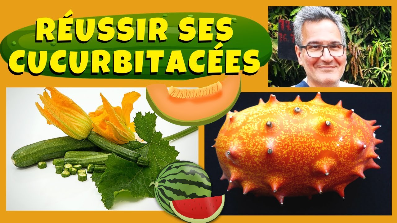Courgettes, concombres, melons : comment éviter l'hybridation des cucurbitacées ?