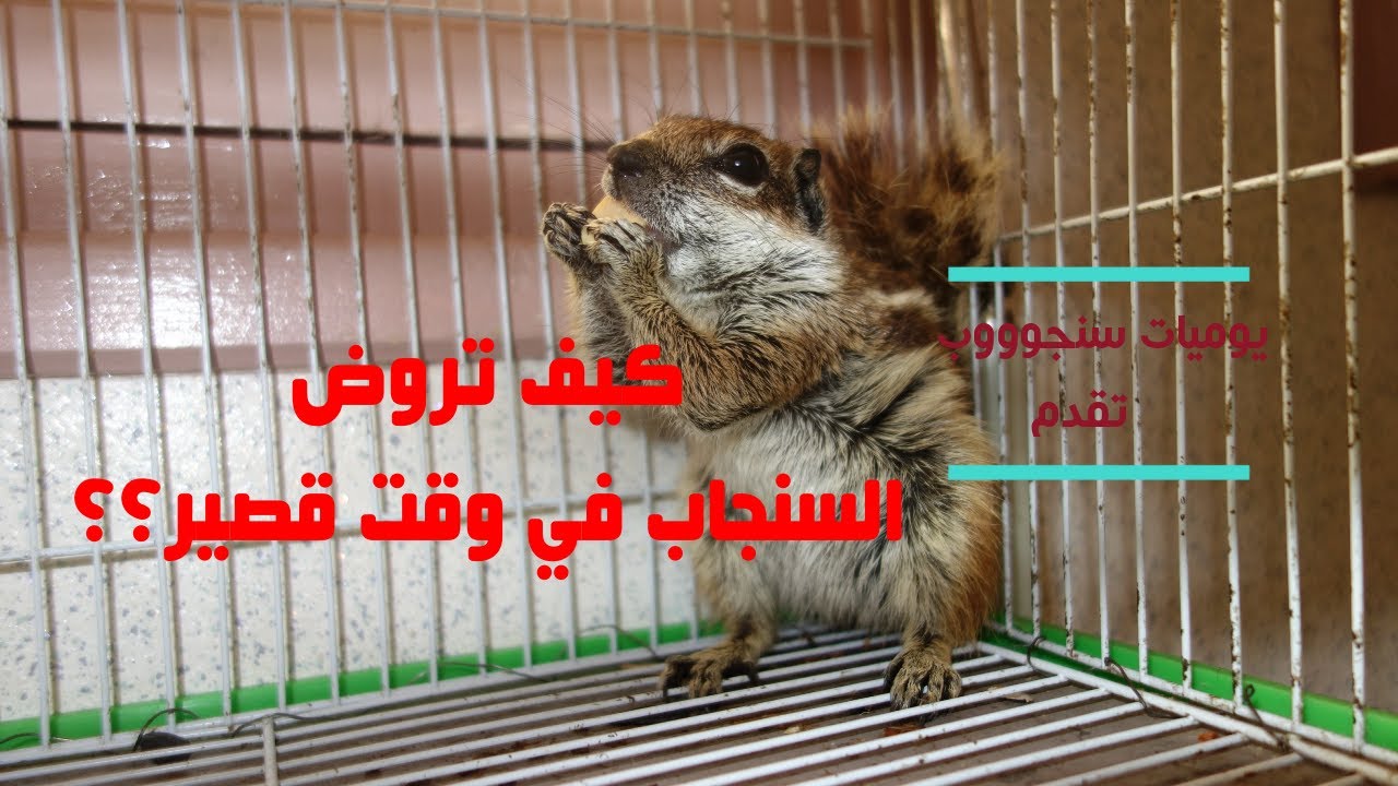 مراحل تدريب السنجاب