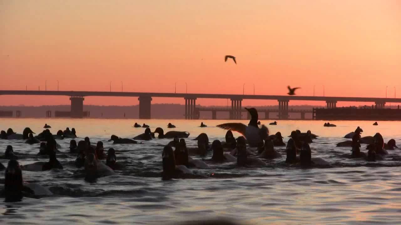 Choptank River, MD