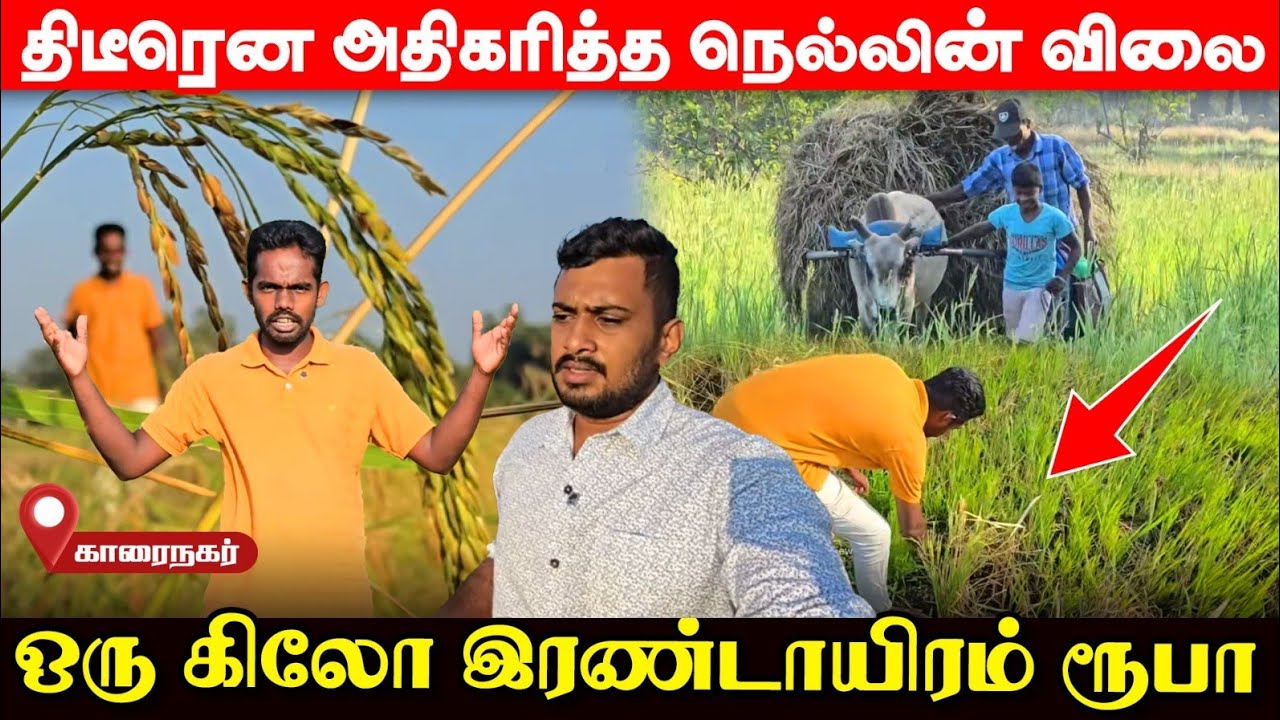 யாழ் இளைஞனுக்கு வயலில் விளைந்த கோடிகள்; பிரமாண்டம் காட்டும் ஈழத்து பொறியியலாளர்! | UshanthanView