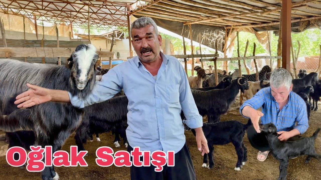 Kurbanlık Adayı Oğlaklar Satışa Çıkıyor # Kurbanlık bakımı
