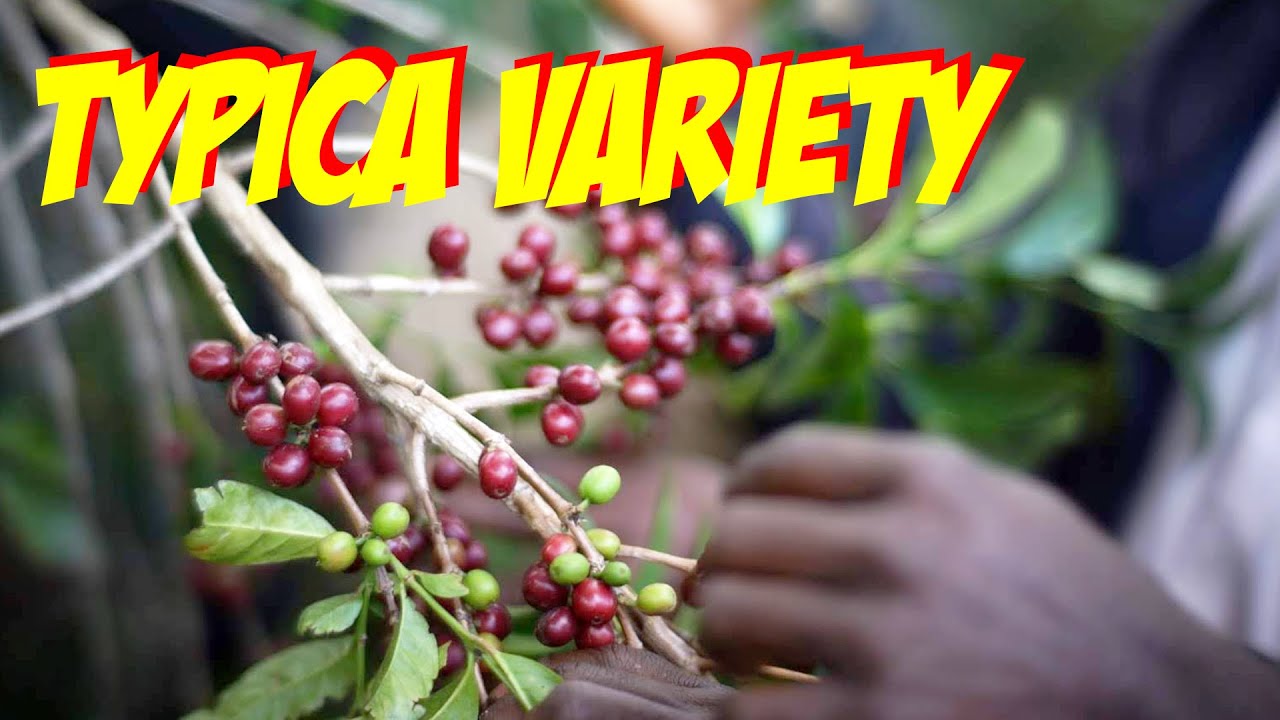 Introduction to Coffee Varieties: All coffee trees in the world are descendants of this tree.