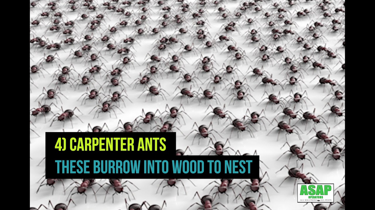 Ant Species of Houston