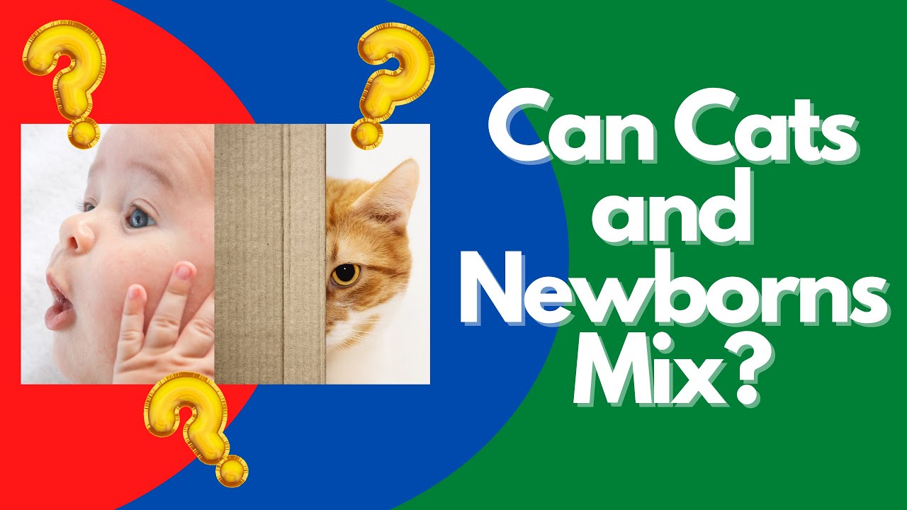 How to Introduce A Baby To A Cat