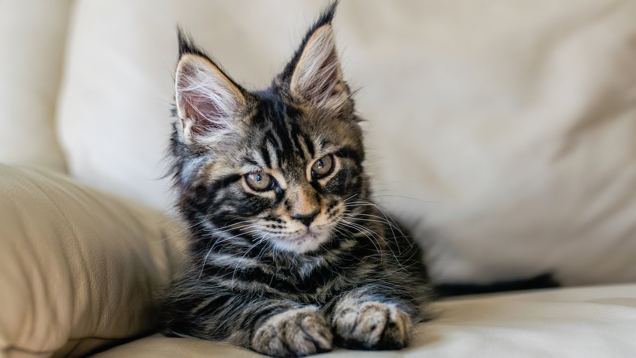 Maine Coon Kitten Moose’s 1st Full Day Home