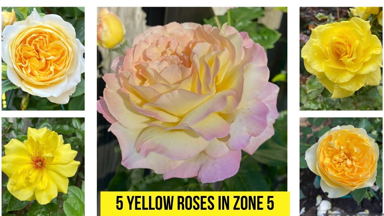 5 Yellow Roses in zone 5 garden: David Austin, Meilland, Kordes, Lammerts, 5区黄玫瑰品种介绍