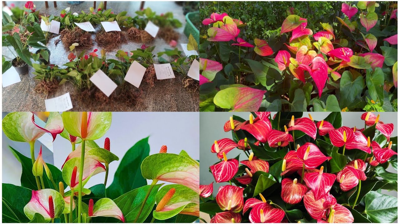 ඇන්තුරියම් වලට බෙහෙත් පොහොර දාන හරිම ක්‍රමය දන්නවාද? සරැ සාර මල් වගාවක මගේ රහස තමයි මේ0752878676