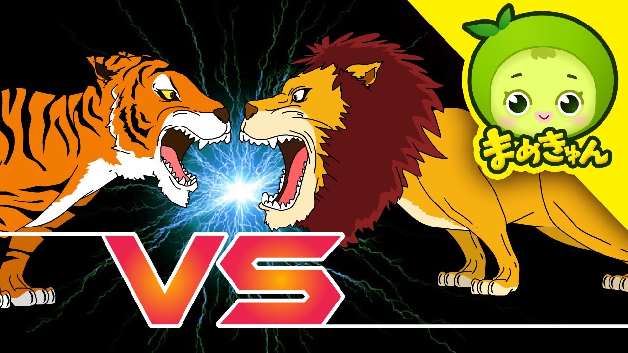 トラ VS ライオン | 動物バトル | まめきゅん MAMEKYUNN