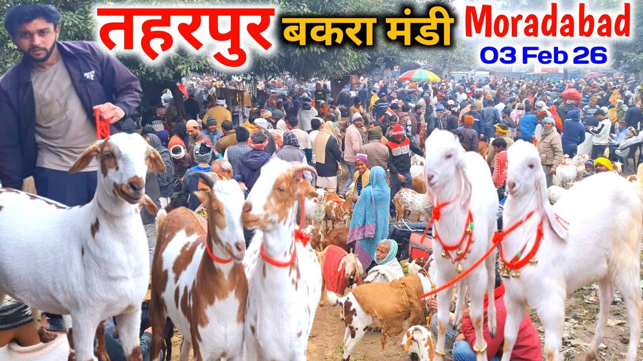 आज की तहरपुर बकरा मंडी रेट |03 Feb 26 |Taharpur Bakra Mandi Moradabad UP live Update 