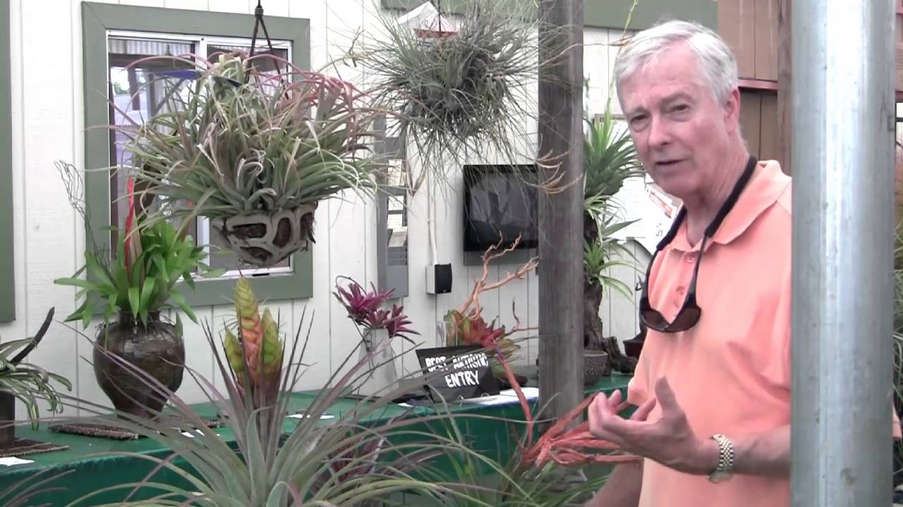 Paul Isley - Rainforest Flora, Inc. -  South Bay Brom Show 2016 Tillandsias