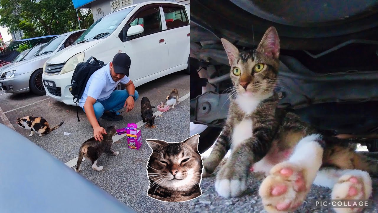 Rezeki datang lagi🤲jangan cari sampah💔Cats don't look for trash, food is here #kucing #rezeki 